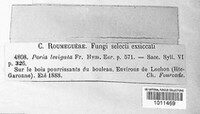 Poria laevigata image